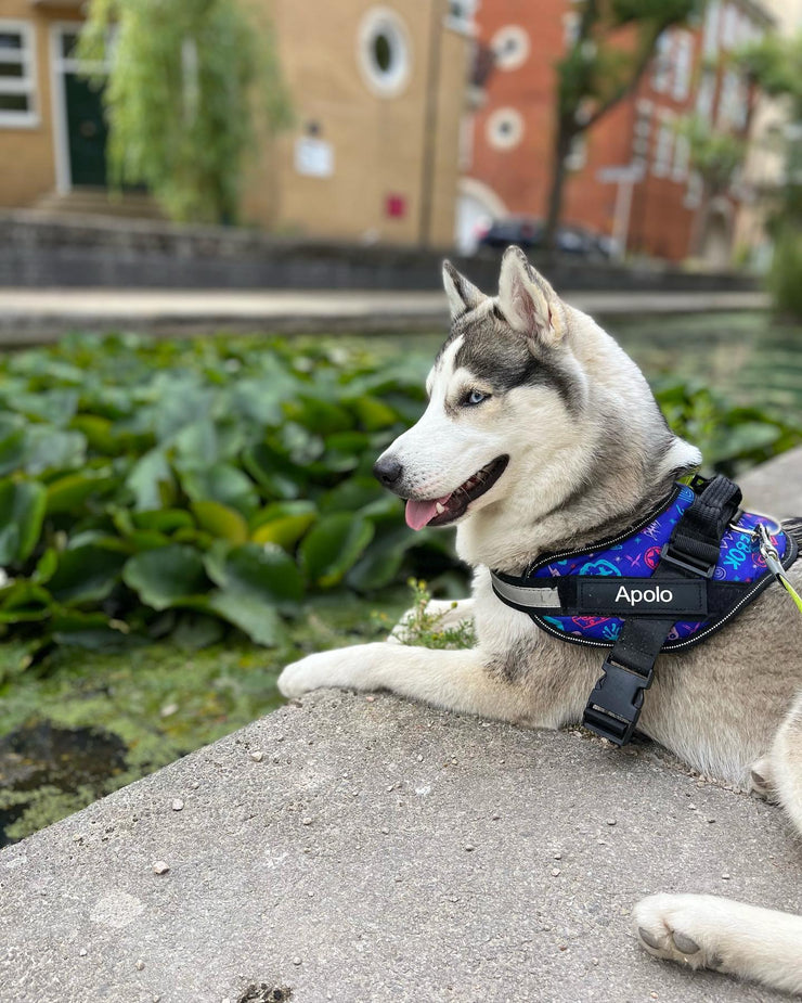 IVORY ISLE- Personalized No Pull Dog Harness